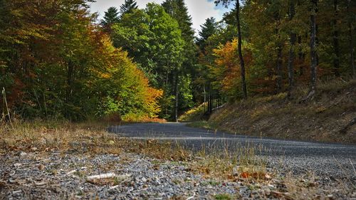 Road amidst trees in forest during autumn