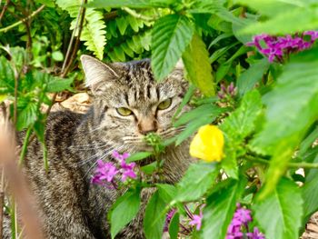 Portrait of cat surrounded with plants