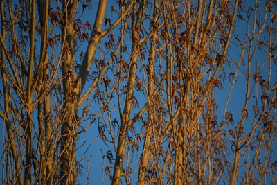 Low angle view of plants against blue sky