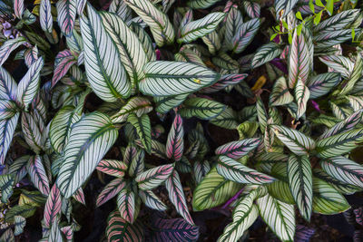 Full frame shot of plants