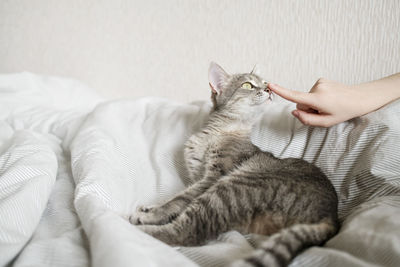 Midsection of a cat lying on bed