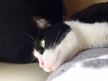 Close-up of cat sleeping