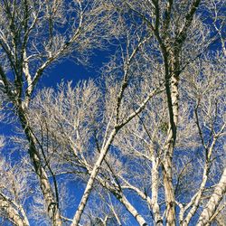 Full frame shot of bare tree