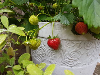 High angle view of strawberries on plant