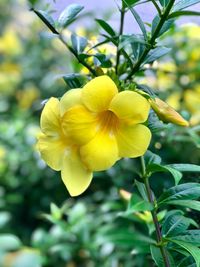 Close-up of yellow flowers blooming outdoors