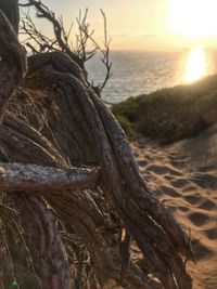 Close-up of driftwood on beach against sky during sunset