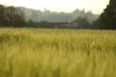 Close-up of wheat field