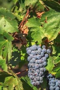 Close-up of grapes growing in vineyard