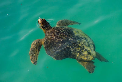 Close-up of sea turtle swimming in water