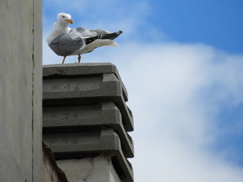 Low angle view of seagull perching on wood against sky