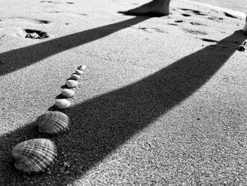 High angle view of shells on sand