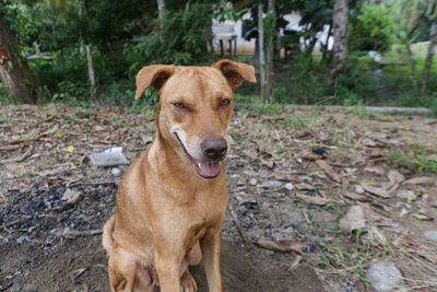 Portrait of dog on field