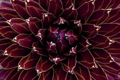 Selective focus of cactus plant leaves texture background.purple tone.