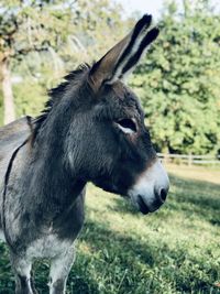 Donkey standing in a field