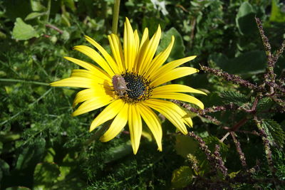 Close-up of bee on yellow flower