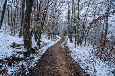 Bare trees on snow covered road