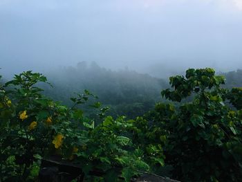 Trees and plants against sky during rainy season