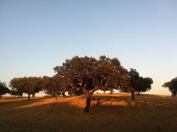 Trees on field against clear sky