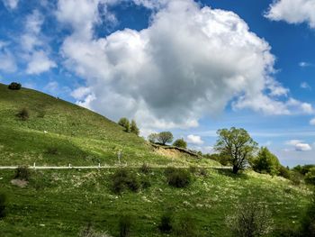 Trees on field against sky