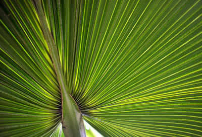 Close-up of palm leaf