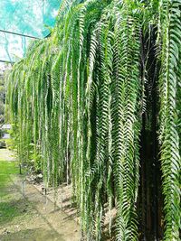 Close-up of plants growing in greenhouse