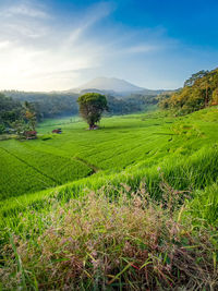 Scenic view of field against sky