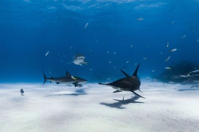 Three species of shark swimming together