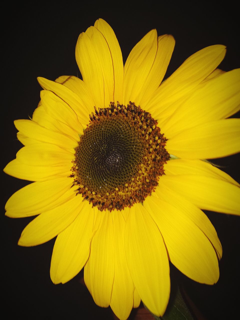 CLOSE-UP OF SUNFLOWER