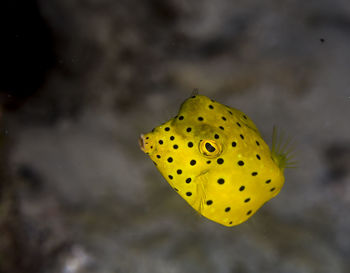 Cute yellow box fish showing off his cute side