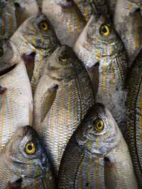 Full frame shot of fish for sale at market