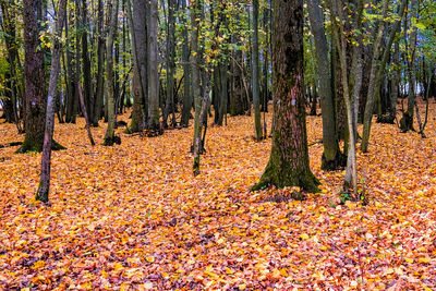 Trees in forest