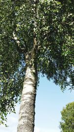 Low angle view of trees