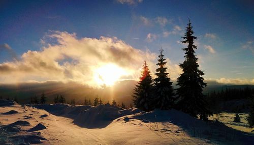 Pine trees on snowcapped landscape against sky during sunset