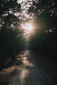 Footpath amidst trees in forest against sky