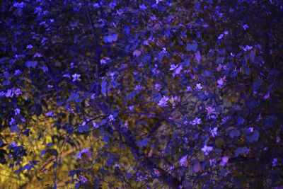 Close-up of purple flowers on tree