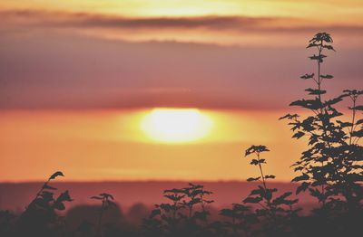 Silhouette plants against sky during sunset