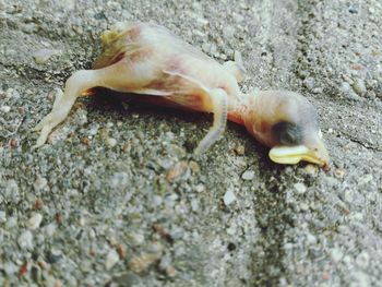 Close-up of lizard