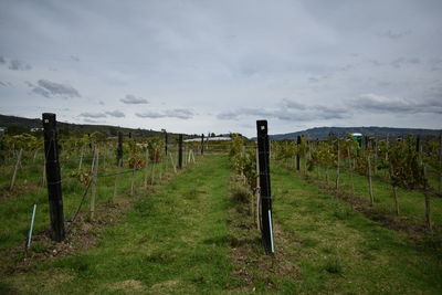 Wooden posts on field against sky