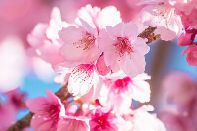 Close-up of pink flowers on tree