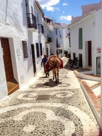 Man walking with donkey on street amidst house