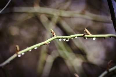 Close-up of bird on plant