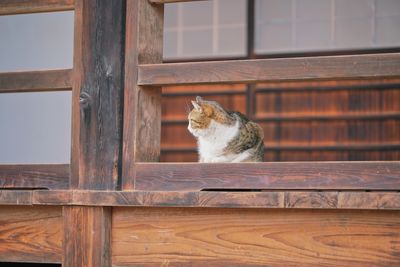 Cat sitting on wood
