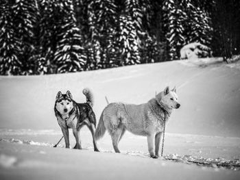 Siberian husky dogs relaxing on snowy field during sunny day