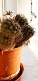 Close-up of cactus plant in pot