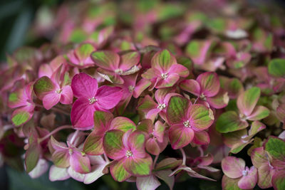 Close-up of pink flowering plants