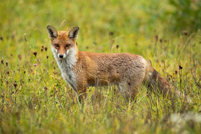 Portrait of an animal on field