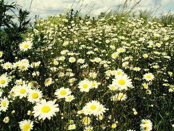 Close-up of white daisy flowers in field