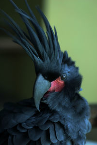 Close-up of palm cockatoo in zoo