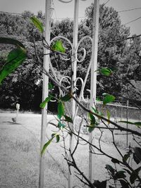 Plant growing on a wall