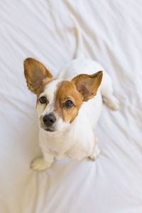 High angle portrait of dog on bed